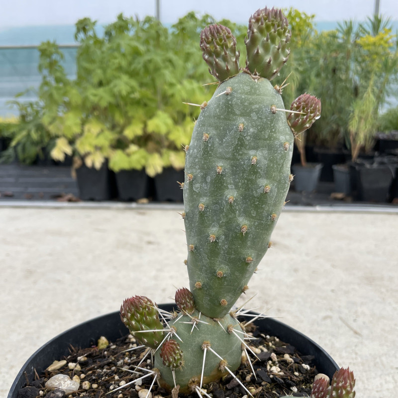 Opuntia polyacantha Peter Pan