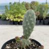 Opuntia polyacantha Peter Pan