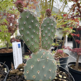 Opuntia phaeacantha Dark Knight