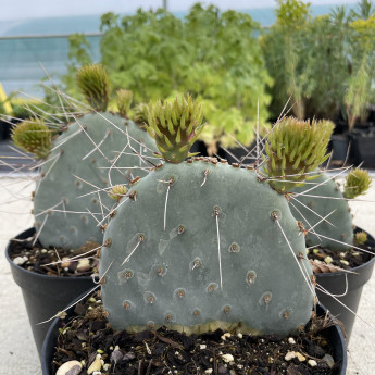 Opuntia macrocentra