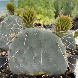 Opuntia macrocentra
