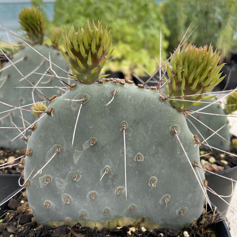 Opuntia macrocentra