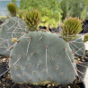 Opuntia macrocentra