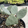 Opuntia humifusa Pt. Pelee