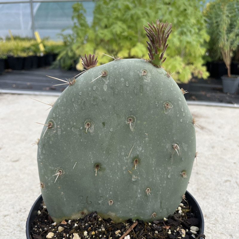 Opuntia engelmannii Belen