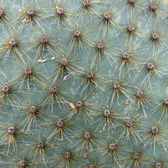 Opuntia scheeri