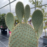 Opuntia scheeri
