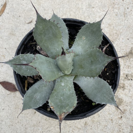 Agave Parryi Parryi