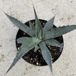 Agave gentryi La Escondida