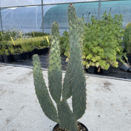 Opuntia linguiformis