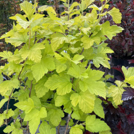 Physocarpus opulifolius Angel Gold