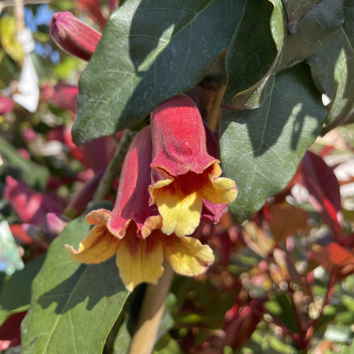 Bignonia carpreolata