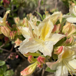 Azalée mollis Daviesii