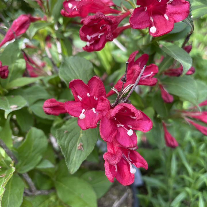 Weigela Red Prince