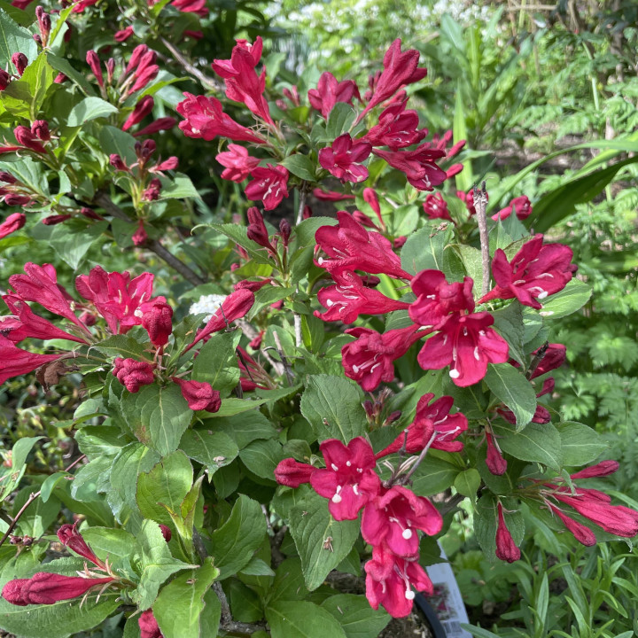 Weigela Red Prince