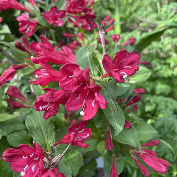 Weigela Red Prince