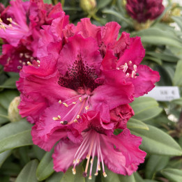 Rhododendron Marie Forte