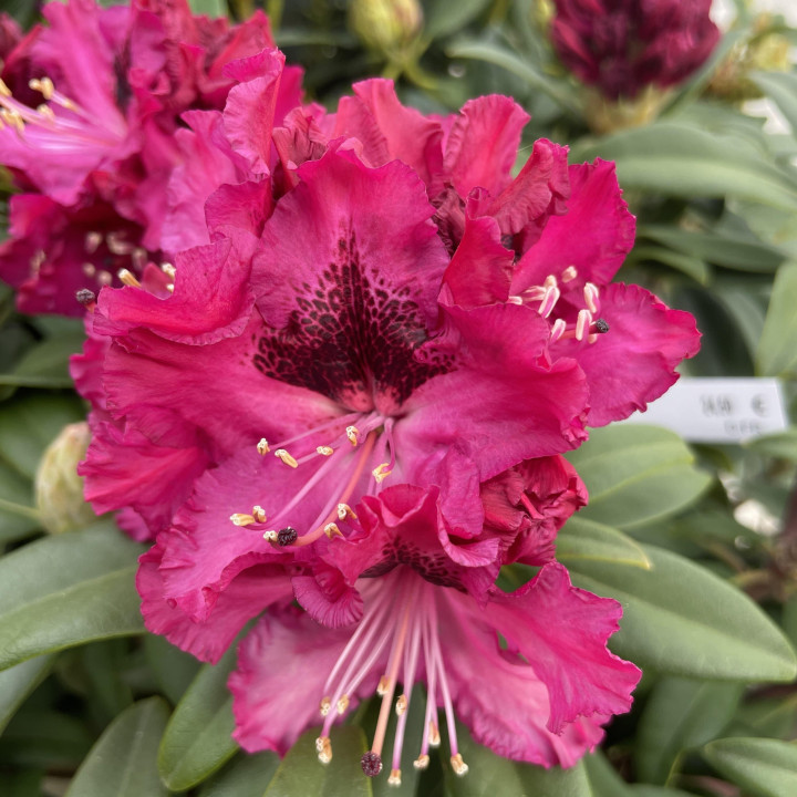 Rhododendron Marie Forte