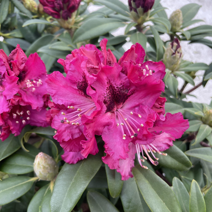 Rhododendron Marie Forte