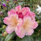 Rhododendron Percy Wiseman