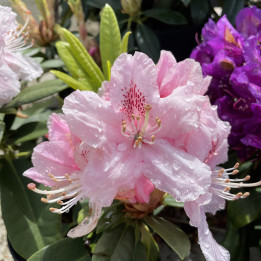 Rhododendron Albert Schweitzer