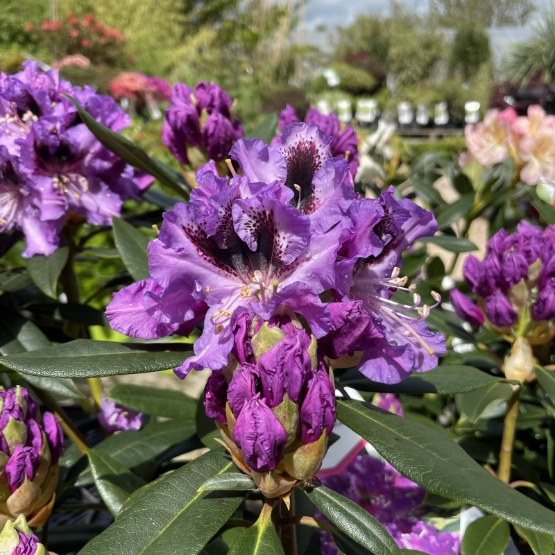 Rhododendron Blue Boy - Le chatel des vivaces