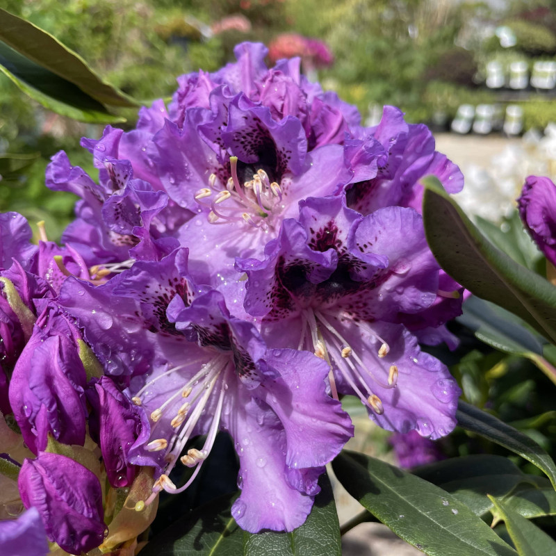Rhododendron Blue Boy - Le chatel des vivaces