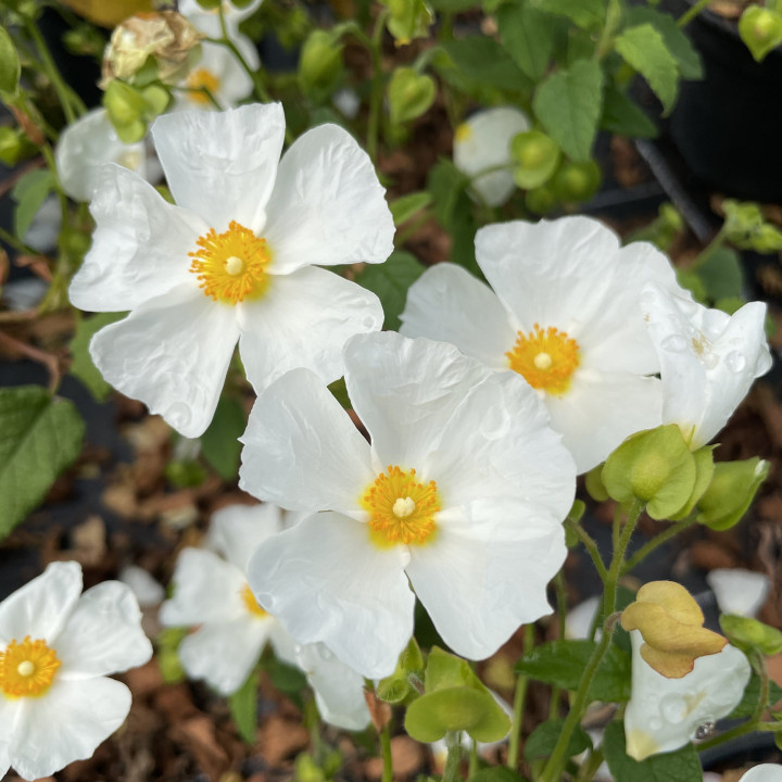 Cistus corbariensis