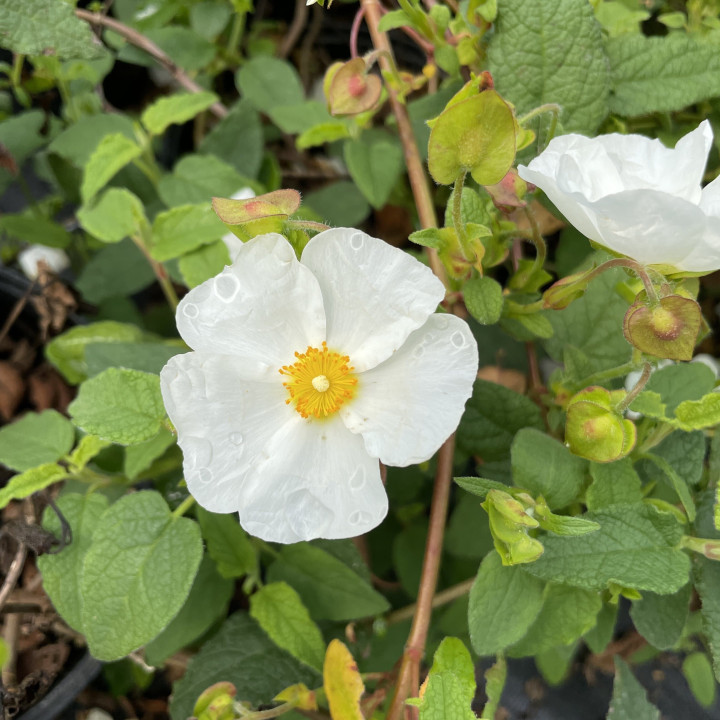 Cistus corbariensis