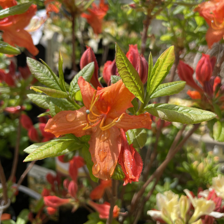 Azalée mollis Hotspur Red
