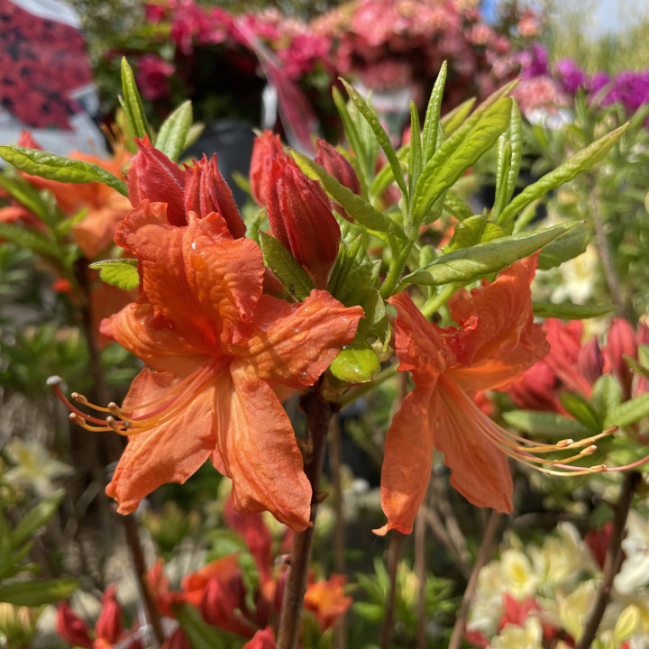 Azalée mollis Hotspur Red