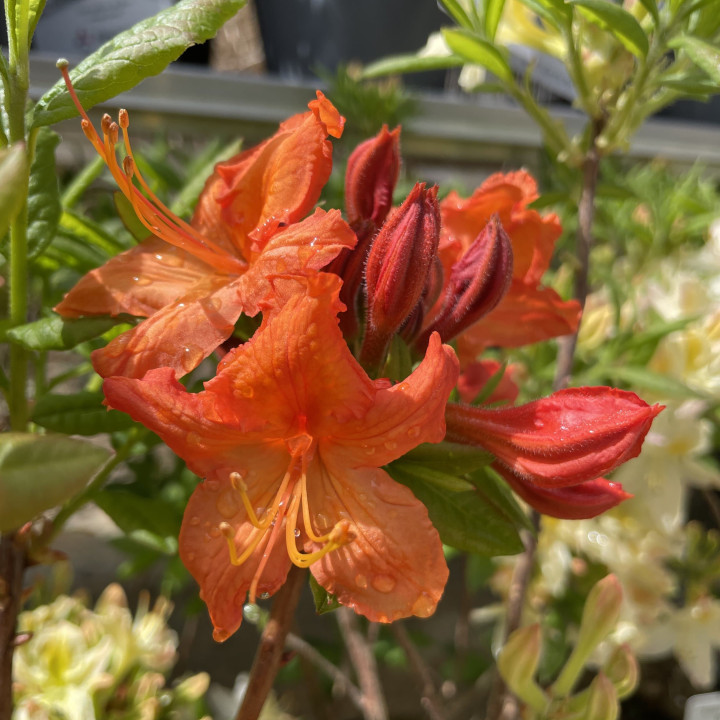 Azalée mollis Hotspur Red