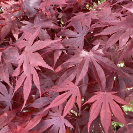 Acer palmatum Bloodgood