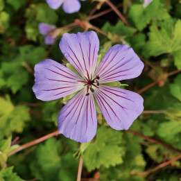 Geranium Magical Joy