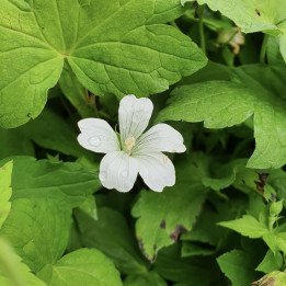 Geranium nodosum Silver Wood