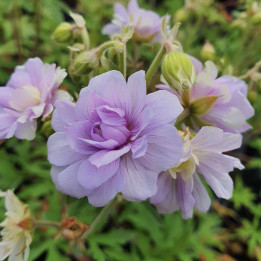 Geranium pratense Summer Skies
