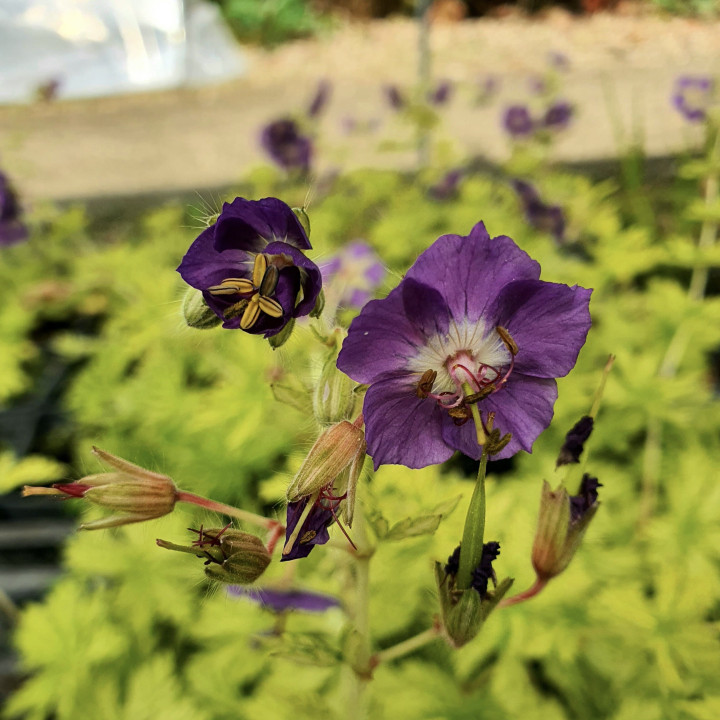 Geranium Margaret Wilson