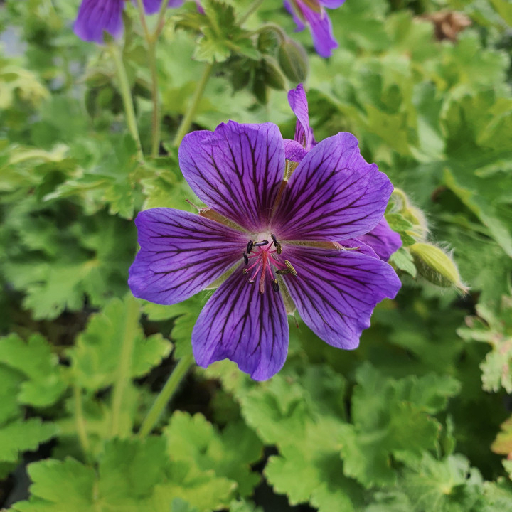 Geranium magnificum Rosemoor