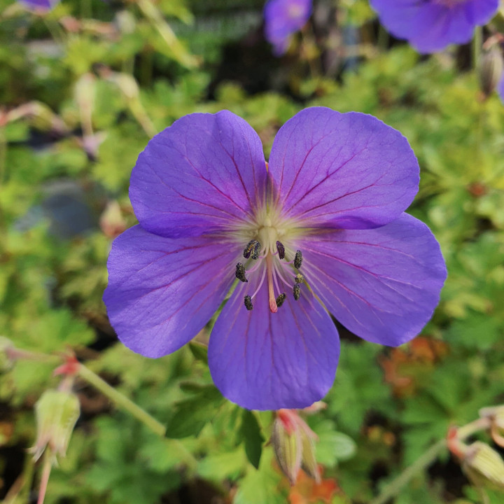 Geranium himalayense Gravetye
