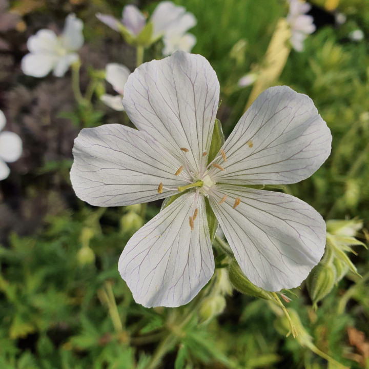 Geranium pratense albiflorum Galactic
