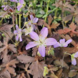 Geranium maculatum Elisabeth Ann