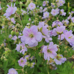 Floraison du Geranium pratense Else Lacey