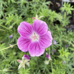 Geranium sanguineum Elke