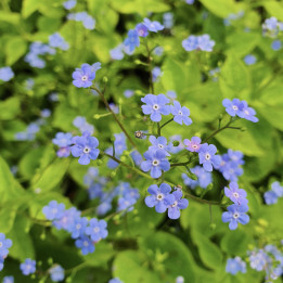Brunnera macrophylla