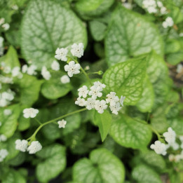 Brunnera macrophylla Mr Morse