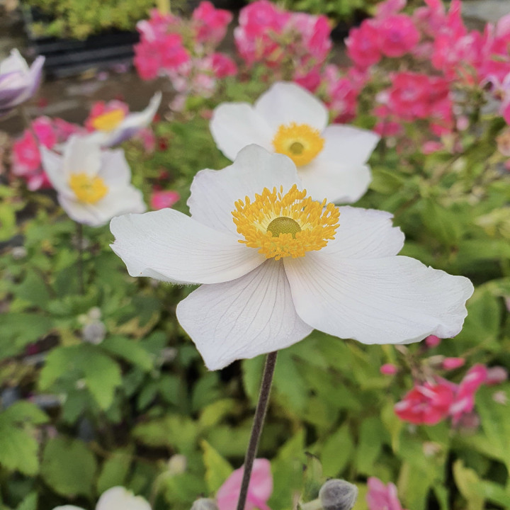 Fleurs de l'Anemone Elfin Swann