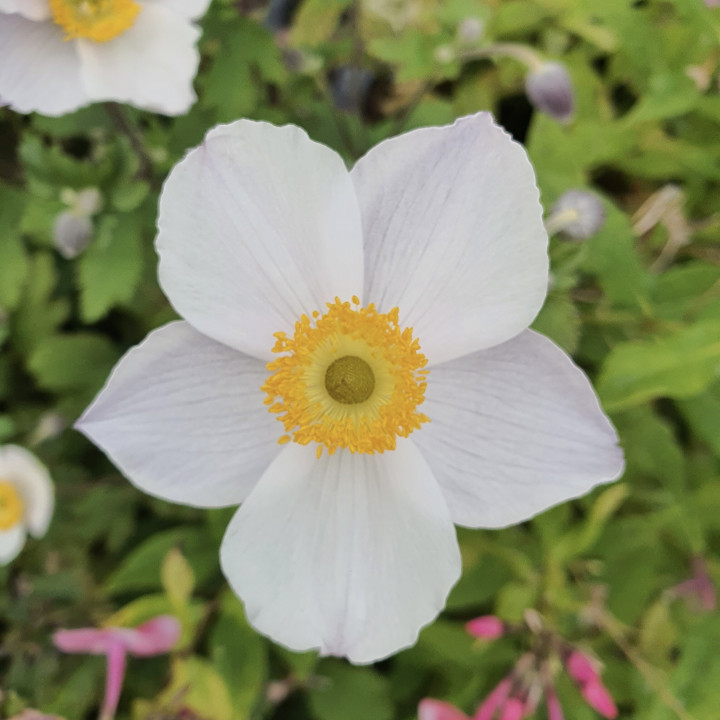 Fleur blanche de l'Anemone Elfin Swann
