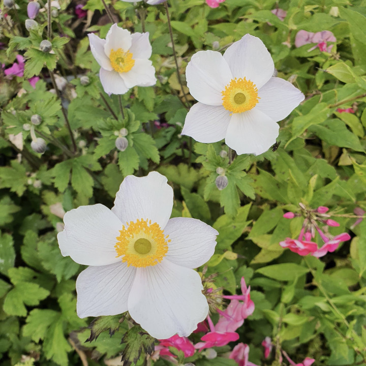 Fleurs blanches de l'Anemone Elfin Swann