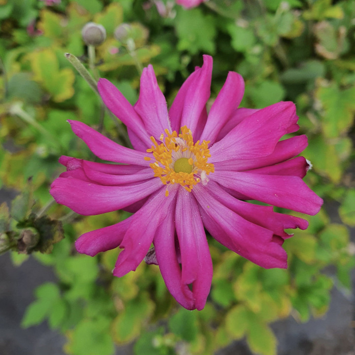 Fleur rose pourpre de l'Anemone Prinz Heinrich