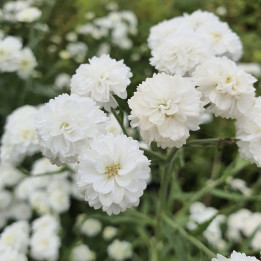 Fleurs blanche de l'Achillea ptarmica Noblessa